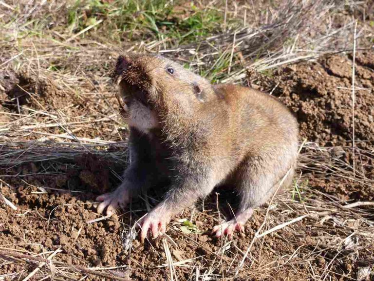 Destroying Rat Burrows: All The Information You Need To Know About Rat Burrows
