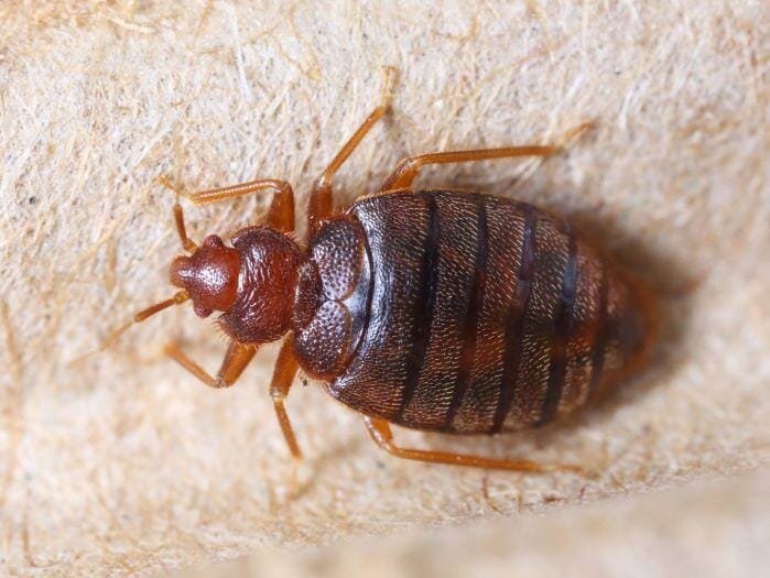 5 Best Ways to Control Bed Bugs