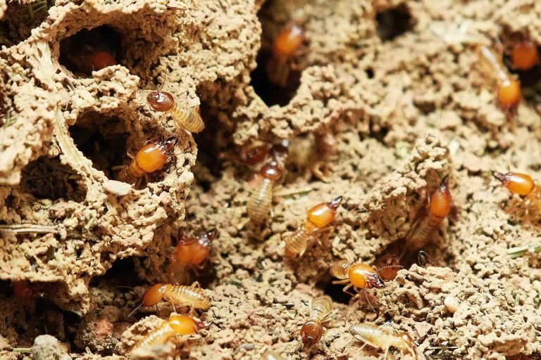 5 Termite-Fighting Tips for Homeowners