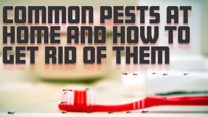 Common Pests at Home