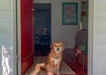 Guide To Choose the Best Dog Doors in Australia Dog Doors