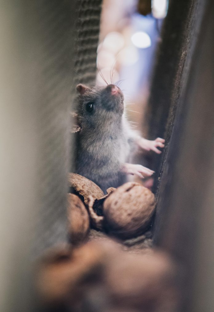 Rat Pest Control: