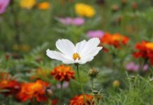 Nature’s Dance: Creating a Balanced Garden Where Pests Don’t Get the Jitterbug Garden Pest