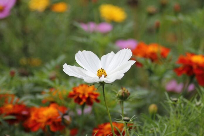 Nature's Dance: Ways to Keep Your Garden Pest-Free Garden Pest