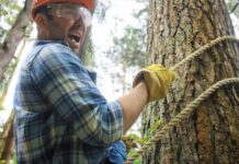 10 Tips for Avoiding Tree Service Scams