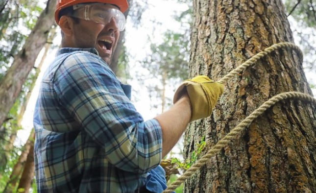 10 Tips for Avoiding Tree Service Scams