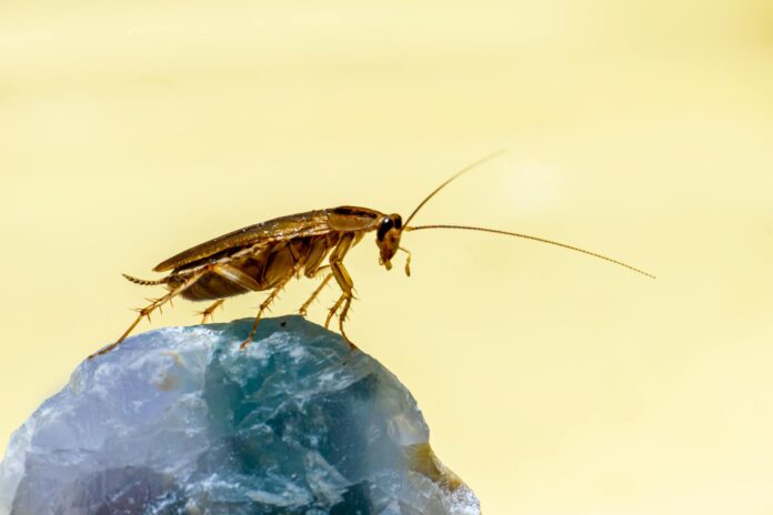 Cockroach Control Services | Six Clear Signs You Need It Cockroach Control Services