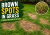 Brown Spots in Grass: 7 Common Causes Explained and Complete Solutions to Fix Brown Patches for a Healthier, Greener Lawn Brown Spots in Grass