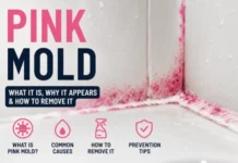 Pink Mold: A Complete Guide to Identifying, Removing, and Preventing It Safely Pink Mold