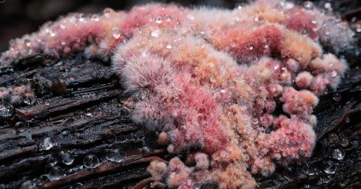 What that pink stuff really is 