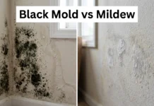 Black Mold vs Mildew: How to Identify Each One, Understand Where They Grow, Remove Them Safely, and Stop Them From Returning Black Mold vs Mildew